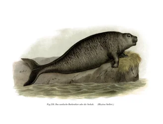 Stellers søko, 1860